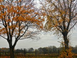 Trees in Autumn, Cawston Wallpaper