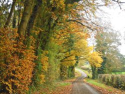 Leaving Cawston Woods Wallpaper