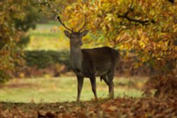 Bradgate Park Wallpaper