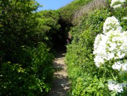 Along the Coastal Footpath at Port Quin Wallpaper