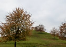 Burrow Mump Wallpaper