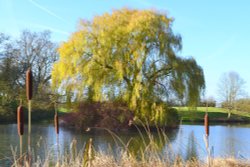Willow in winter