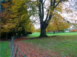 Parkland at Nidd in Autumn. Wallpaper