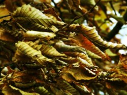 Winter texture Wallpaper