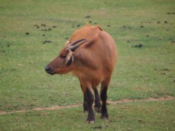 Marwell Zoo Wallpaper