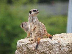 Marwell Zoo Wallpaper