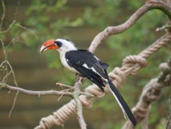 Marwell Zoo Wallpaper