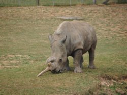 Marwell Zoo Wallpaper