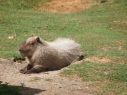 Marwell Zoo Wallpaper