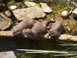 Marwell Zoo Wallpaper