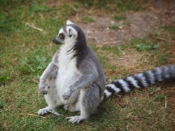 Marwell Zoo Wallpaper