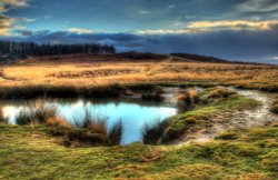 Bradgate Park Wallpaper