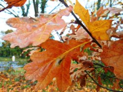 Autumn Leaves, Cawston