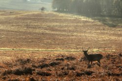 Bradgate Park Wallpaper