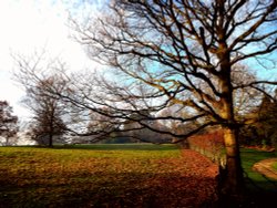 Beech Tree at Nidd. Wallpaper
