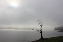 Morning Mist Wallpaper