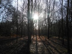 Woodland, Coombe Abbey Country Park Wallpaper