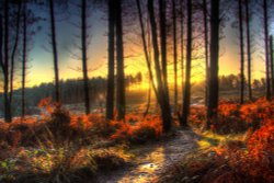 Cannock Chase Wallpaper