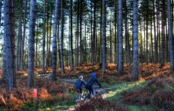 Cannock Chase Wallpaper