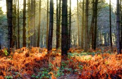 Cannock Chase Wallpaper