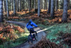Cannock Chase Wallpaper