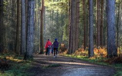 Cannock Chase Wallpaper