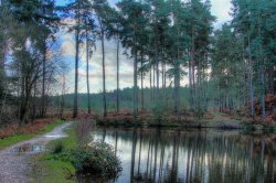 Cannock Chase Wallpaper