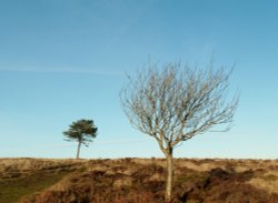 Quantock Hills Wallpaper