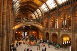 The Natural History Museum Wallpaper