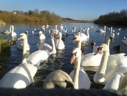 Swans at Fairburn Ings Nature Reserve Wallpaper