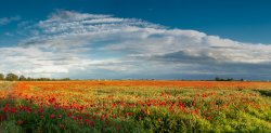 Poppy field, near Chatteris, Cambridgeshire Wallpaper