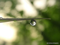 Dew drop Wallpaper