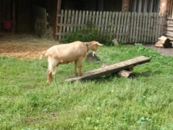 Mary Arden's House - A Great Insight Into Life In Elizabethan Times Wallpaper