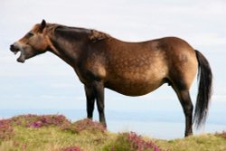 Exmoor pony Wallpaper