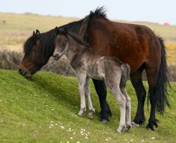 Dartmoor ponies