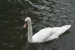 Swan on Canal in Newbury