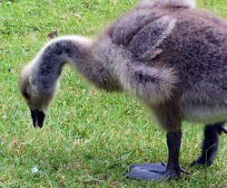 Cygnet (Young Swan) Wallpaper