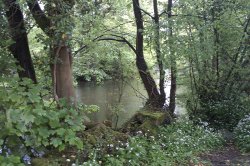River Bela & Woods, Milnthorpe. Wallpaper