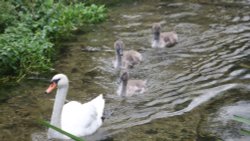 Odiham Castle, Hook, Hampshire Wallpaper