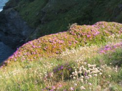 Lizard Point Wildflowers June 2003 Wallpaper