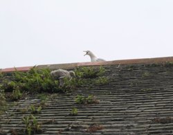 Mousehole - Mother Seagull Protecting Baby on Rooftop - June 2003 Wallpaper