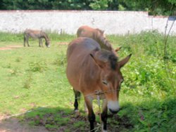 Donkeys of Clovelly - June 2003 Wallpaper