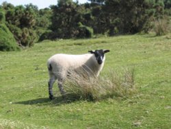 Exmoor - Sheep - June 2003