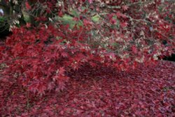 Autumn Reds Wallpaper