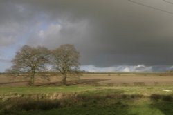 Three Trees Wallpaper