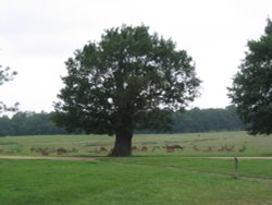 Richmond Park Deer (1) - June 2003