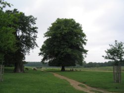 Richmond Park Deer (3) - June 2003 Wallpaper