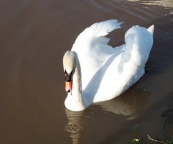Swan on the canal Wallpaper