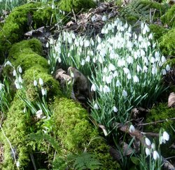Otterhead lakes and snowdrops Wallpaper