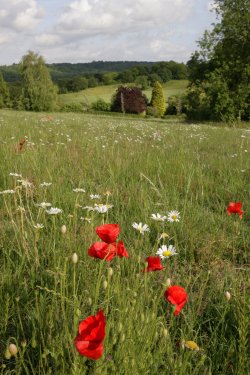 Kentish Meadows